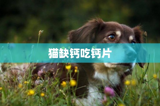 貓缺鈣吃鈣片
