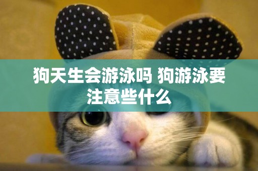 狗天生會游泳嗎 狗游泳要注意些什么