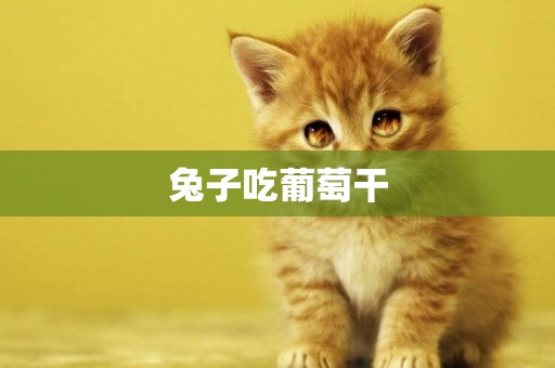 兔子吃葡萄干