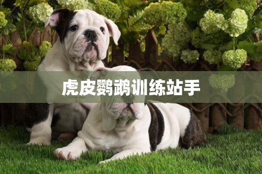虎皮鸚鵡訓練站手