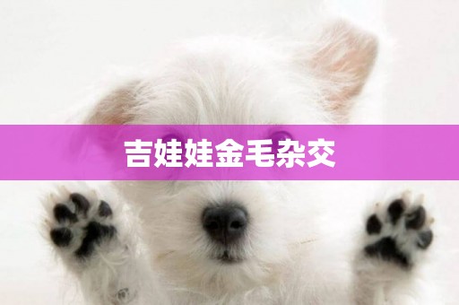 吉娃娃金毛雜交