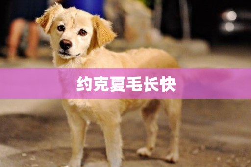 約克夏毛長快