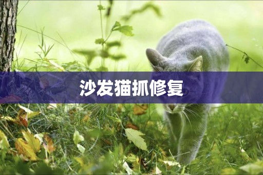 沙發貓抓修復