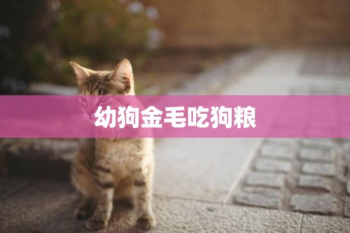 幼狗金毛吃狗糧
