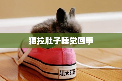 貓拉肚子睡覺回事