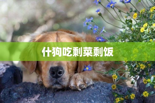 什狗吃剩菜剩飯