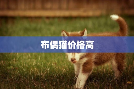 布偶貓價格高