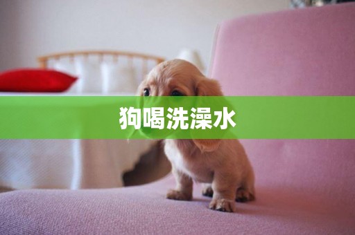 狗喝洗澡水