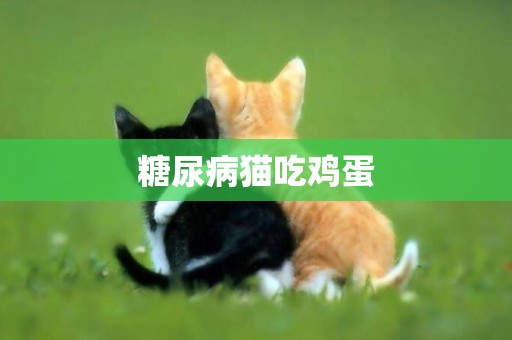 糖尿病貓吃雞蛋