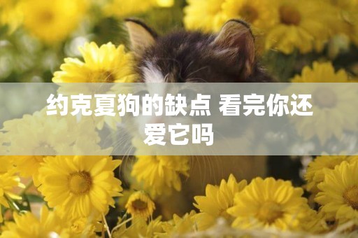 約克夏狗的缺點 看完你還愛它嗎