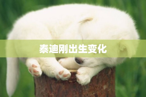 泰迪剛出生變化