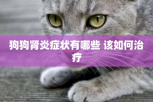 狗狗腎炎癥狀有哪些 該如何治療