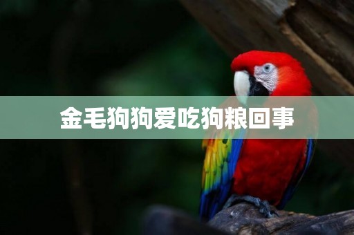 金毛狗狗愛吃狗糧回事