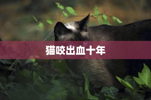 貓咬出血十年