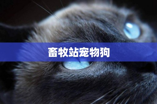 畜牧站寵物狗