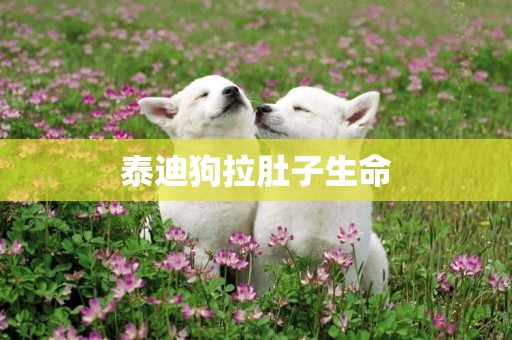 泰迪狗拉肚子生命