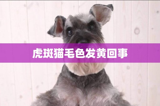 虎斑貓毛色發黃回事