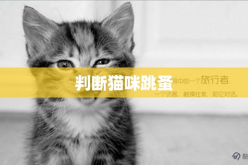 判斷貓咪跳蚤