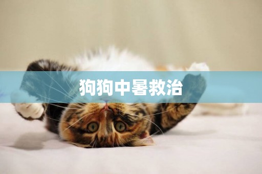 狗狗中暑救治