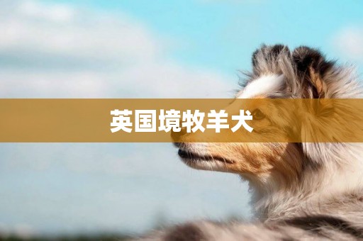 英國境牧羊犬