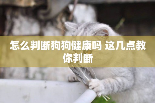 怎么判斷狗狗健康嗎 這幾點教你判斷