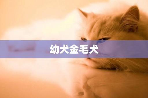 幼犬金毛犬