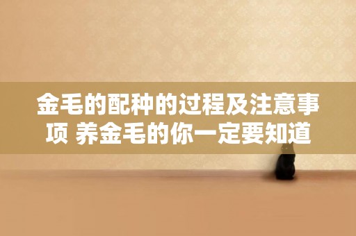 金毛的配種的過程及注意事項 養金毛的你一定要知道