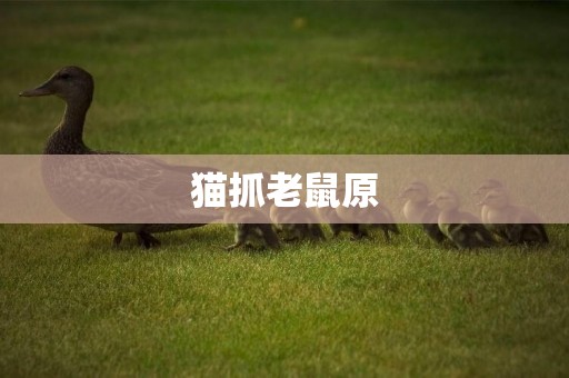 貓抓老鼠原
