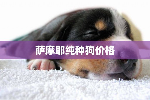 薩摩耶純種狗價格