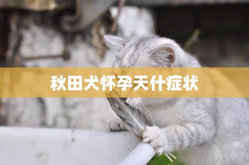 秋田犬懷孕天什癥狀