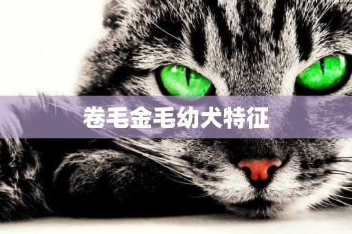 卷毛金毛幼犬特征