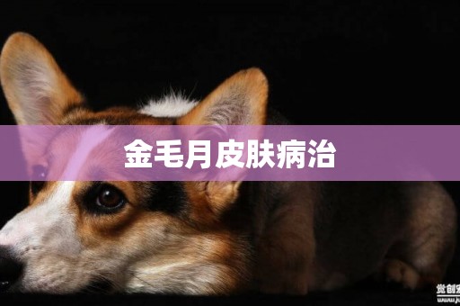金毛月皮膚病治