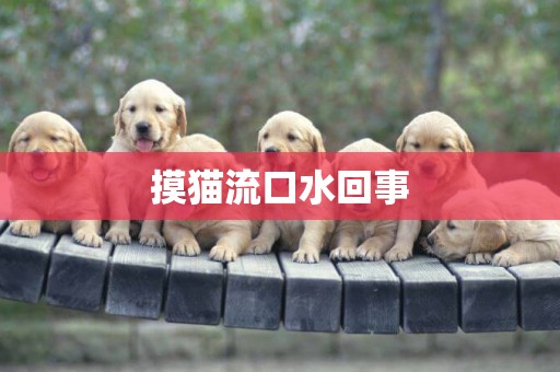 摸貓流口水回事