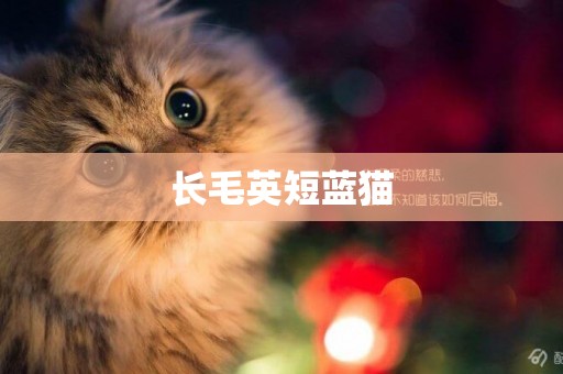 長毛英短藍貓