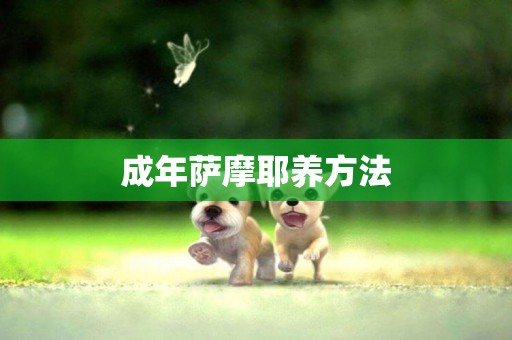 成年薩摩耶養方法