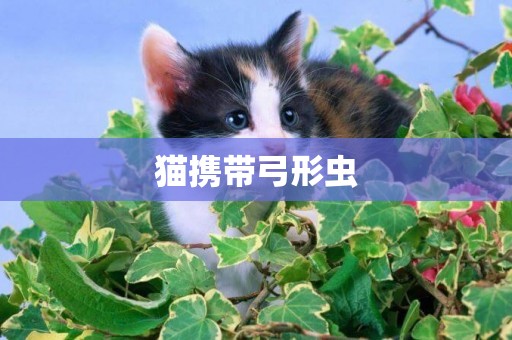 貓攜帶弓形蟲