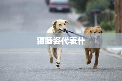 貓睡姿代表什