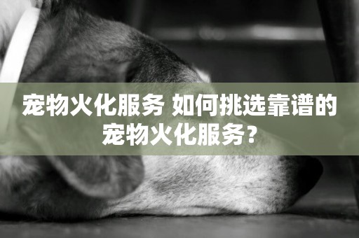 寵物火化服務 如何挑選靠譜的寵物火化服務？