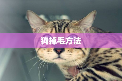 狗掉毛方法