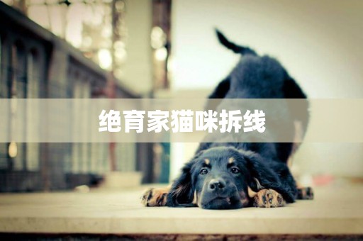 絕育家貓咪拆線