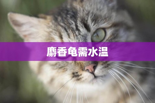 麝香龜需水溫