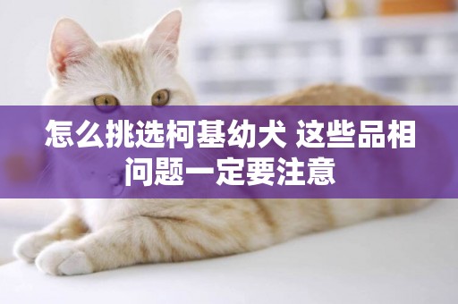 怎么挑選柯基幼犬 這些品相問題一定要注意
