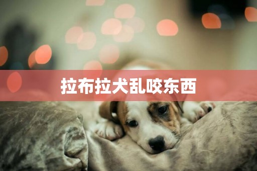 拉布拉犬亂咬東西