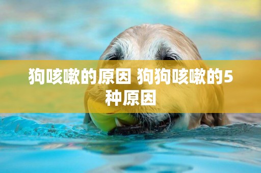 狗咳嗽的原因 狗狗咳嗽的5種原因