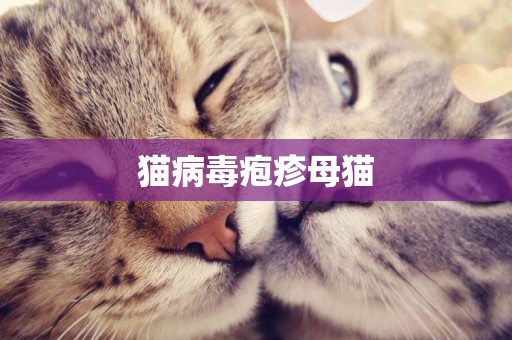 貓病毒皰疹母貓