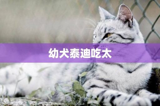 幼犬泰迪吃太