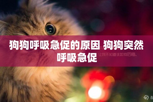 狗狗呼吸急促的原因 狗狗突然呼吸急促