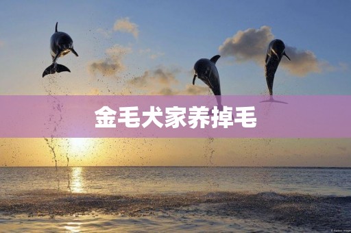 金毛犬家養掉毛