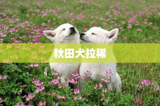 秋田犬拉稀