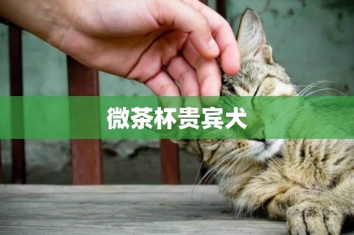 微茶杯貴賓犬